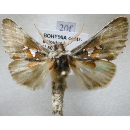 Spatalia argentina (Denis & Schiffermüller, 1775) male Naramiennica srebrnica Czech20f